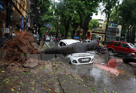 Cây đổ đè lên xe ôtô đang di chuyển tại phố Trần Thánh Tông, Hà Nội, sáng 28/7.